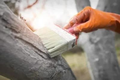 Kada ponovo zabijeliti (okrečiti) stabla? Ne propustite pravi trenutak!