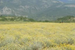 Loše i kamenito zemljište nije prepreka da na njemu uzgajate biljke