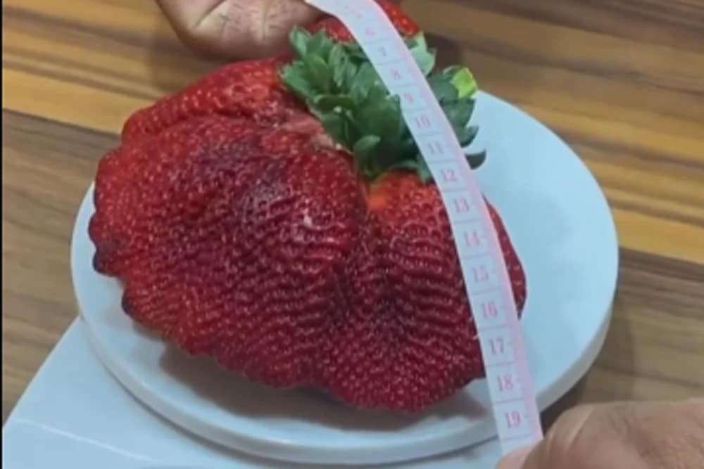 najveća jagoda na svijetu