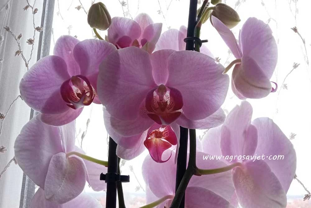 orhideja