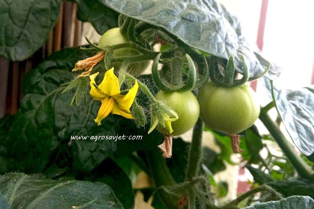 paradajz na balkonu