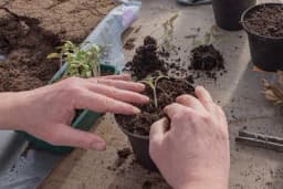 KAKO PRAVILNO PRESADITI SOBNE BILJKE ZA SAMO 15 MINUTA: 6 ključnih koraka!