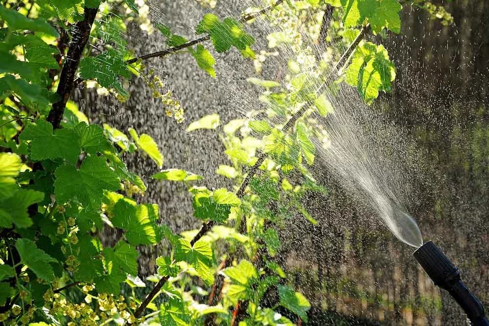 Prirodne alternative za pesticide koje su zaista djelotvorne