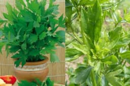 Kako da uzgojite ljekoviti selen u saksiji?