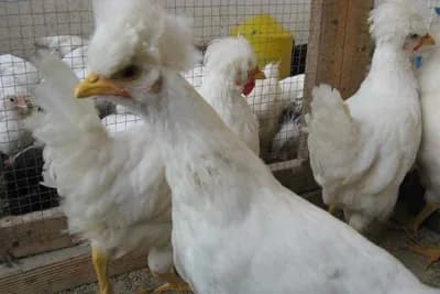 Somborska kaporka ističe se dobrom nosivošću, lako se raskvocava i izvodi piliće