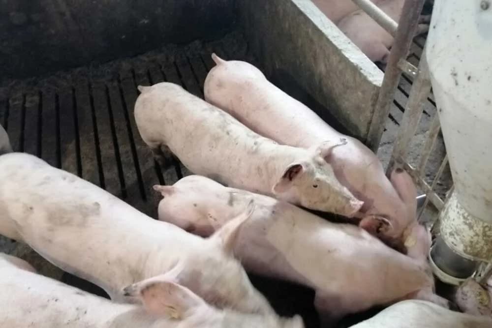 svinje jedu na hranilici