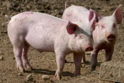 Svinje više vrijede u Federaciji BiH