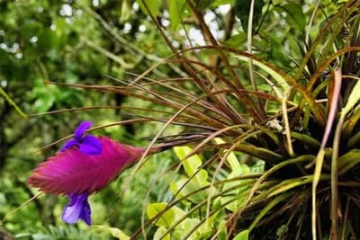 Nebeske biljke - Ne sade se, a rastu!