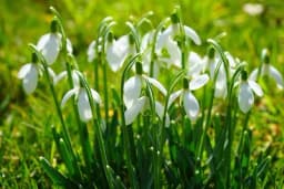 Zabranjeno branje visibaba i ljubičica, kazne ogromne