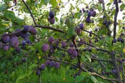 Ove brzorastuće voćke donijeće hladovinu i plodove u vaše dvorište, i to jako brzo