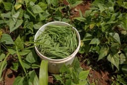 Sjetva boranije u aprilu