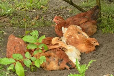 Kupanje u prašini - Zašto to kokoške rade i da li je zdravo?