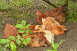 Kupanje u prašini - Zašto to kokoške rade i da li je zdravo?