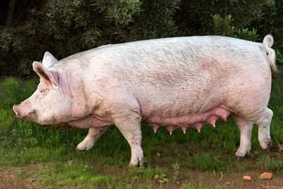 Greške koje pravimo kod suprasnih krmača i nazimica