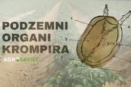 Da li ste znali da krompir ima tri podzemna organa i koja im je uloga?