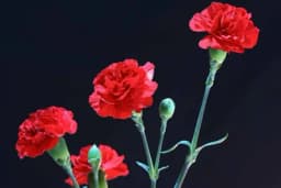 Kako se njeguje karanfil?