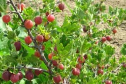 Ogrozd - Voće koje se ne prska