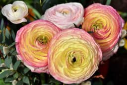 Ranunkula - Kako se gaji mješanac ruže i božura