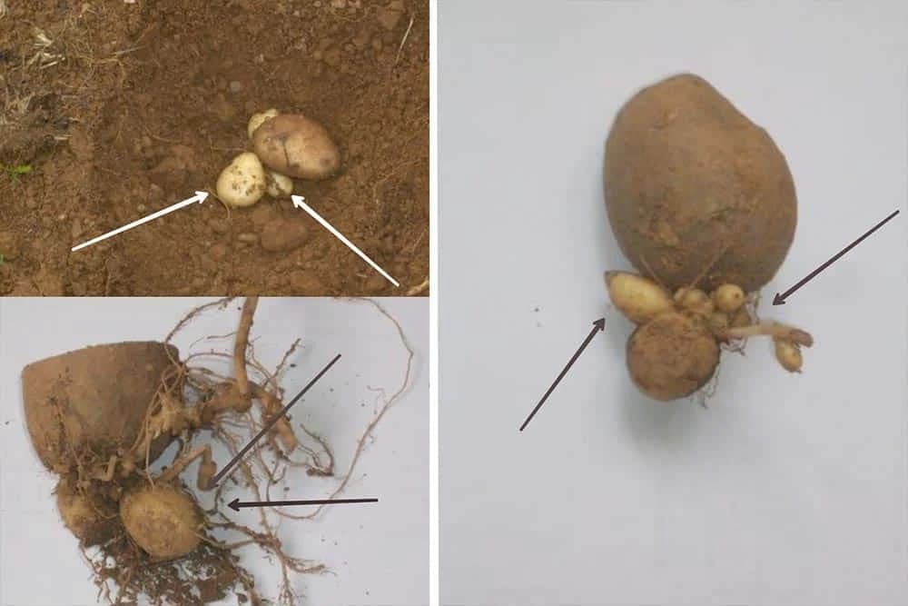 babičavost krompira