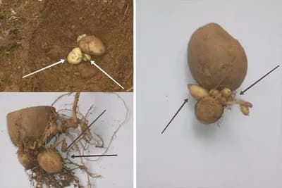 Babičavost krompira - Pojava na krtolama koja smanjuje prinos