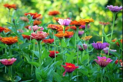 Jesen nije kraj! Neka vaš vrt oživi s ovim biljkama i u hladnijim danima