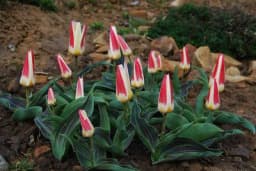 Pripremite baštensku zemlju za sadnju cvijeća - 3 trika za zdravu podlogu i bujne biljke