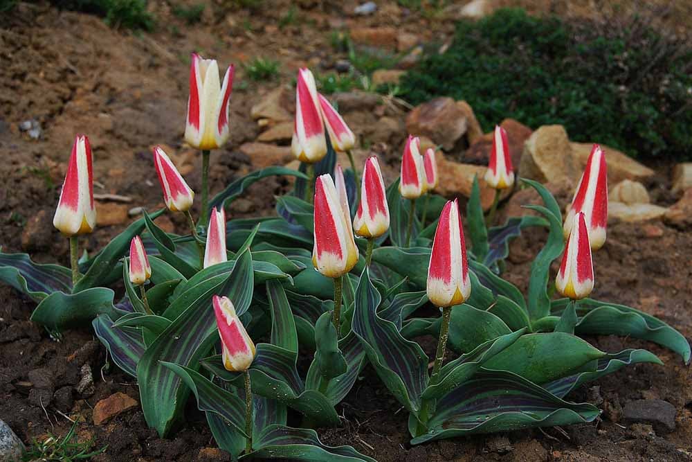 Pripremite baštensku zemlju za sadnju cvijeća - 3 trika za zdravu podlogu i bujne biljke