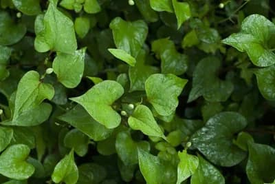 Houttuynia cordata - Biljka koja mijenja boju listova zavisno od položaja na koji je zasađena
