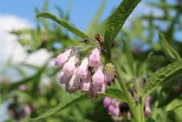 Gavez - Najmoćnija korovska biljka LJEKOVITOST + RECEPTI