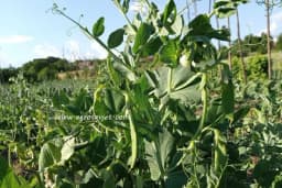 Uslovi koje morate ispuniti da bi vam grašak dobro rodio