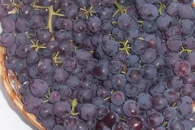 Nada – nova besjemena sorta vinove loze