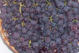 Nada – nova besjemena sorta vinove loze