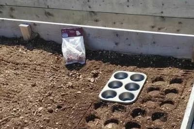 Savršeno ravni redovi u bašti uz pomoć kalupa za mafine