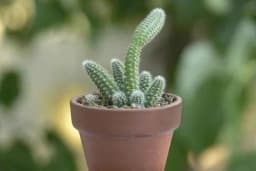 Kikiriki kaktus - Uzgoj, održavanje, razmnožavanje