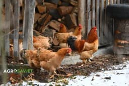 Samo za početnike: 9 koraka za isplativ uzgoj kokošaka