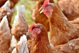 Kokoške uopšte nisu glupe