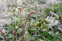 PET VRSTA KOROVA SA NAJVIŠE HRANLJIVIH SASTOJAKA: Čupamo ih i bacamo, a veoma su korisni za zdravlje!