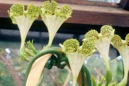 Kako da gajite lozicu brojanicu