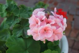 Kakvu simboliku nose muškatle? Crvena, bijela ili roze?