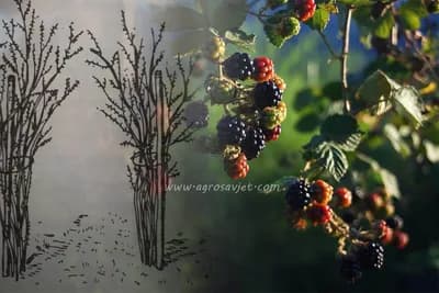 Vrste i načini postavljanja naslona za KUPINE