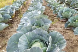 Iako su temperature visoke, vrijeme je sadnje kupusnjača