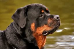 Psi čuvari koji će zaštititi vaš dom