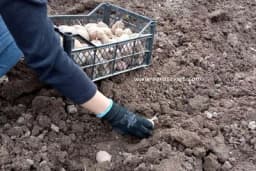 Pravilna sadnja krompira i preventivne mjere protiv krompirovog moljca