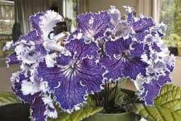 Streptokarpusi cvjetaju od aprila do novembra