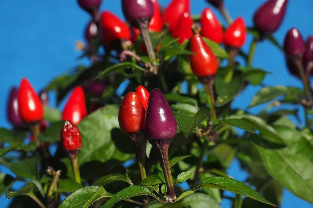 ukrasne ljute papričice