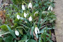 Visibaba je ljekovita biljka, ali oprezno!