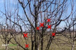 Šta su vodopije i kako ih pravilno orezati