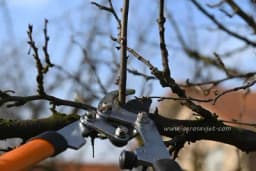 Zimska rezidba veoma bitna za rodnost plodova