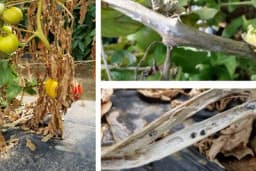 BIJELA TRULEŽ - Bolest paradajza opasna nakon rasađivanja na stalno mjesto