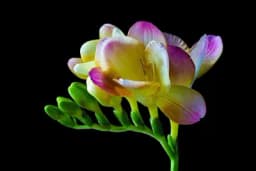 Tajna uspješnog rasta FREZIJA, treba im dodati samo jedan sastojak koji ne košta ništa